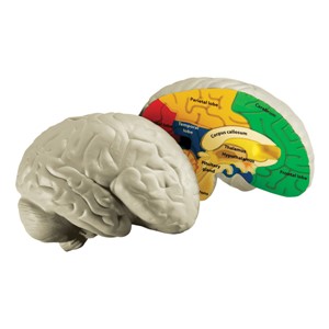 Cross-Section Human Brain Model